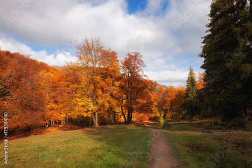 Autumn sunny woodland