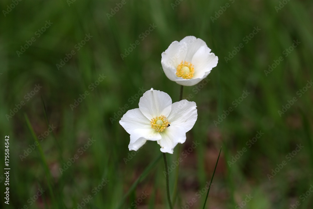 Snowdrop Anemone (Anemone sylvestris) Snowdrop Anemone (Anemone sylvestris)