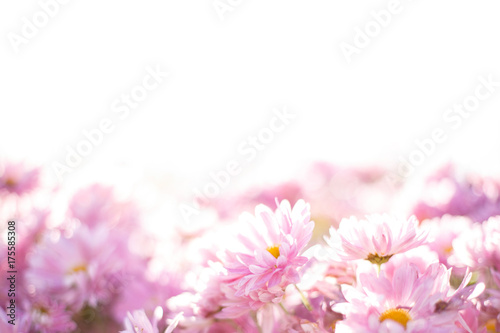 Pink flowers blurred background