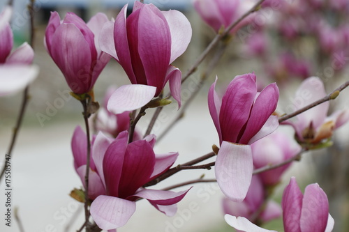magnolia © pdm