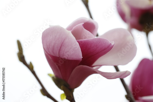 Fototapeta Naklejka Na Ścianę i Meble -  magnolia