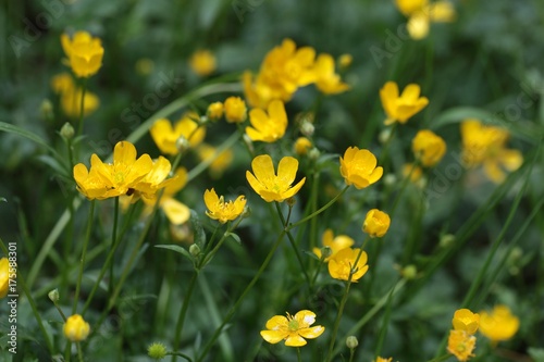 Corn Buttercups