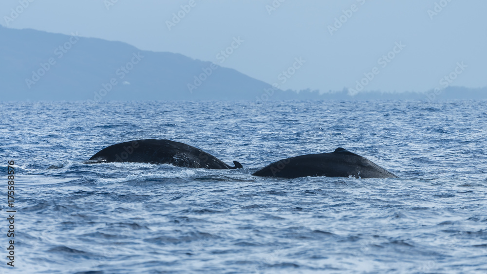 Fototapeta premium Humpback whale swimming in the Pacific Ocean in front of the island of Tahiti, mother and calf, both backs 