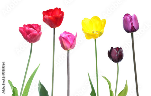 Set of different color tulips with green leaves isolated on white background