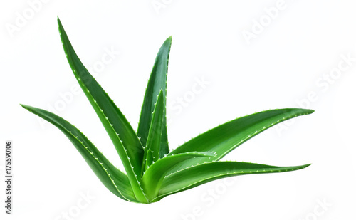 aloe leaf isolated white background