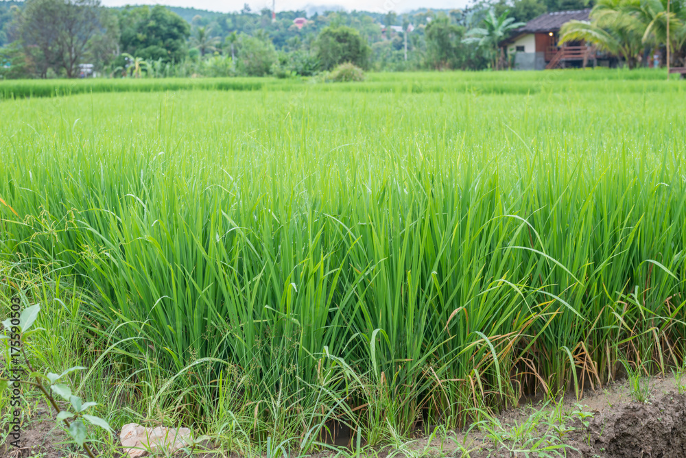 Obraz premium Green Terraced Rice Field in Mae La Noi in Maehongson, northern of Thailand