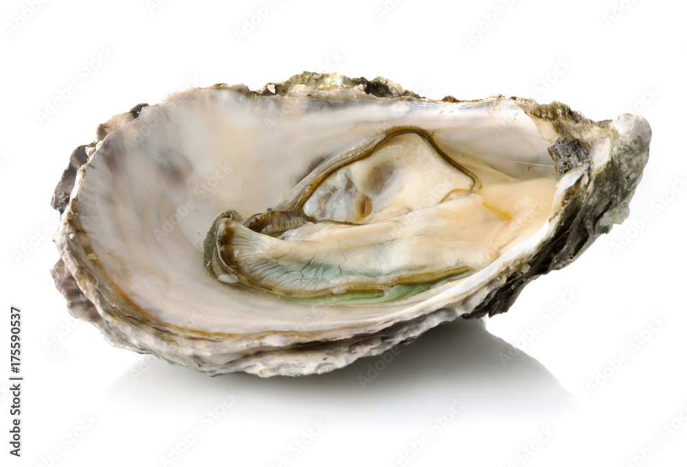 Fresh opened oyster isolated on white background Fresh opened oyster isolated on white background