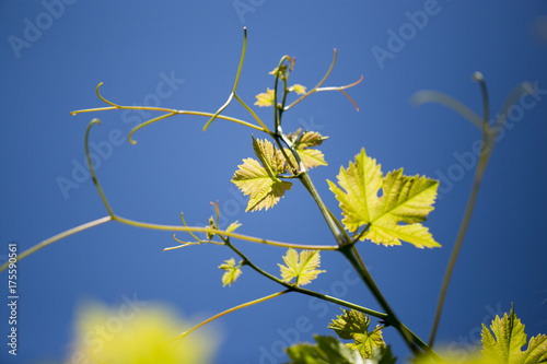 green branches of grapes against the blue sky