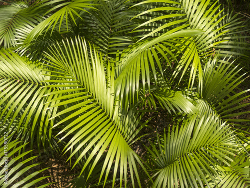 palm tree foliage leaves background