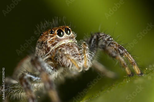 brown and orange jumping spider on green leaf