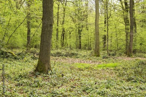 green springtime forest