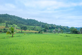 Green Terraced Rice Field in Mae La Noi in Maehongson, northern of Thailand