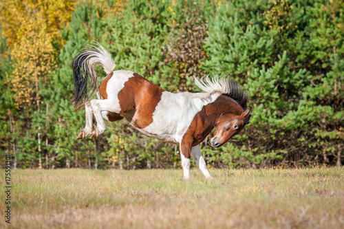 Beautiful paint horse having fun on the pasture in autumn