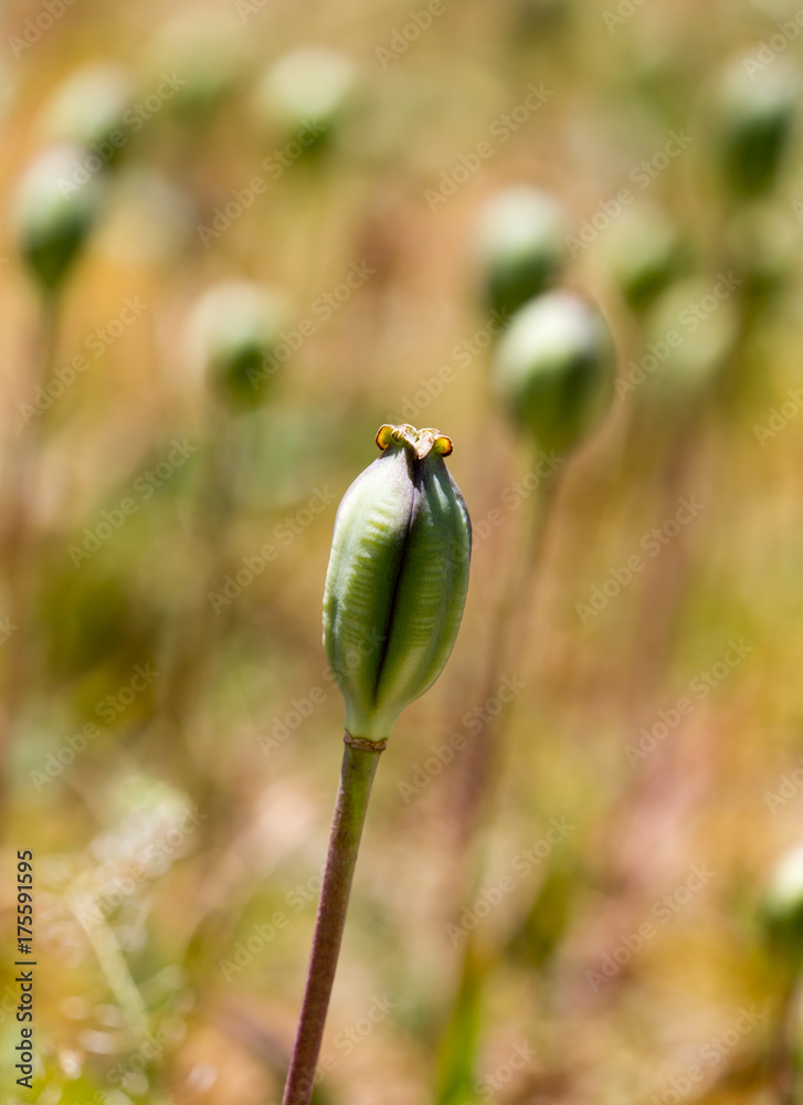 closed flower bud of opium poppy in nature