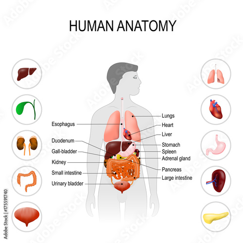 human anatomy. Medical poster