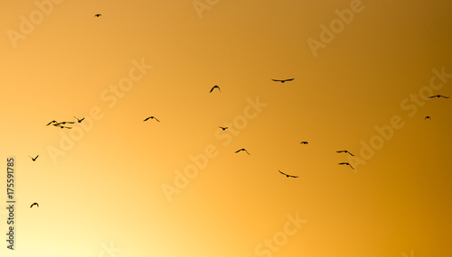 a flock of birds on the golden sunset