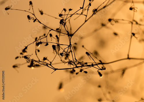 silhouette of a plant on a golden sunset