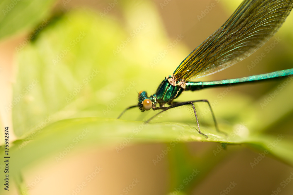 dragonfly in the park in nature
