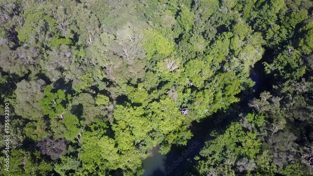 Aerial view of forest in Queensland, Australia Aerial view of forest in Queensland, Australia