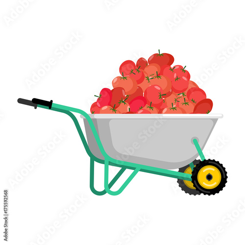 Wheelbarrow and tomato. vegetables in garden trolley. big harvest Vector Illustration