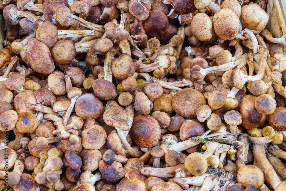 Mushrooms - Organic produce at the Farmers Market