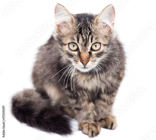 portrait of a cat on a white background