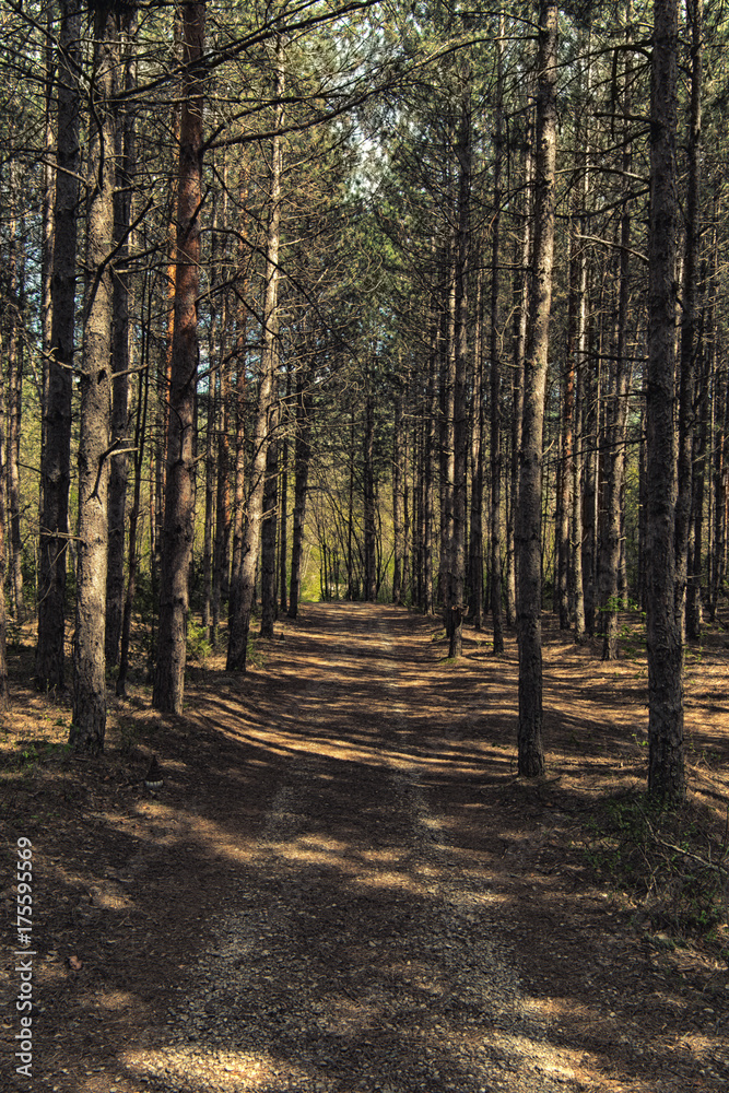 Obraz premium Forest path in a pine forest