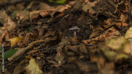 autumn mushrooms growing in nature