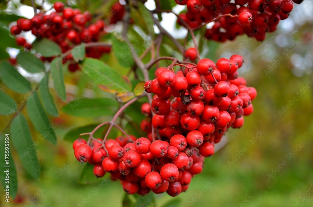 Ripe bunch of mountain ash (lat. Sorbus) with red berries, closeup
