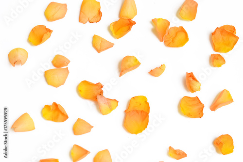 Petal of rose isolated on white background