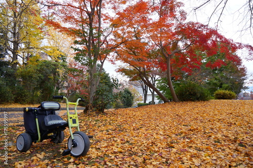 紅葉の中の三輪車