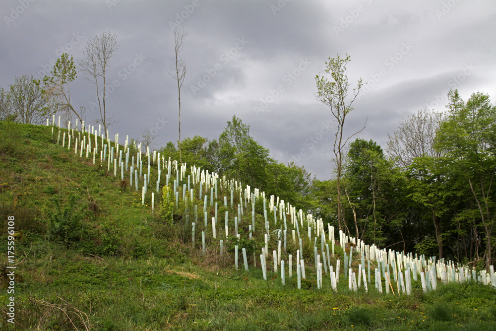 Fototapeta premium Teutoburger Wald mit Hermannsdenkmal