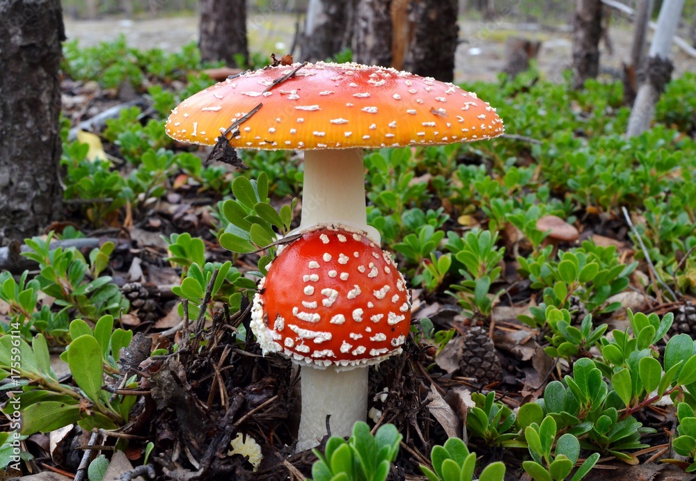 Two red fly agaric mushrooms (lat. Amanita muscaria), grown among thickets of bearberry (lat. Arctostaphylos uva-ursi) in the northern coniferous forest, coseup Two red fly agaric mushrooms (lat. Amanita muscaria), grown among thickets of bearberry (lat. Arctostaphylos uva-ursi) in the northern coniferous forest, coseup