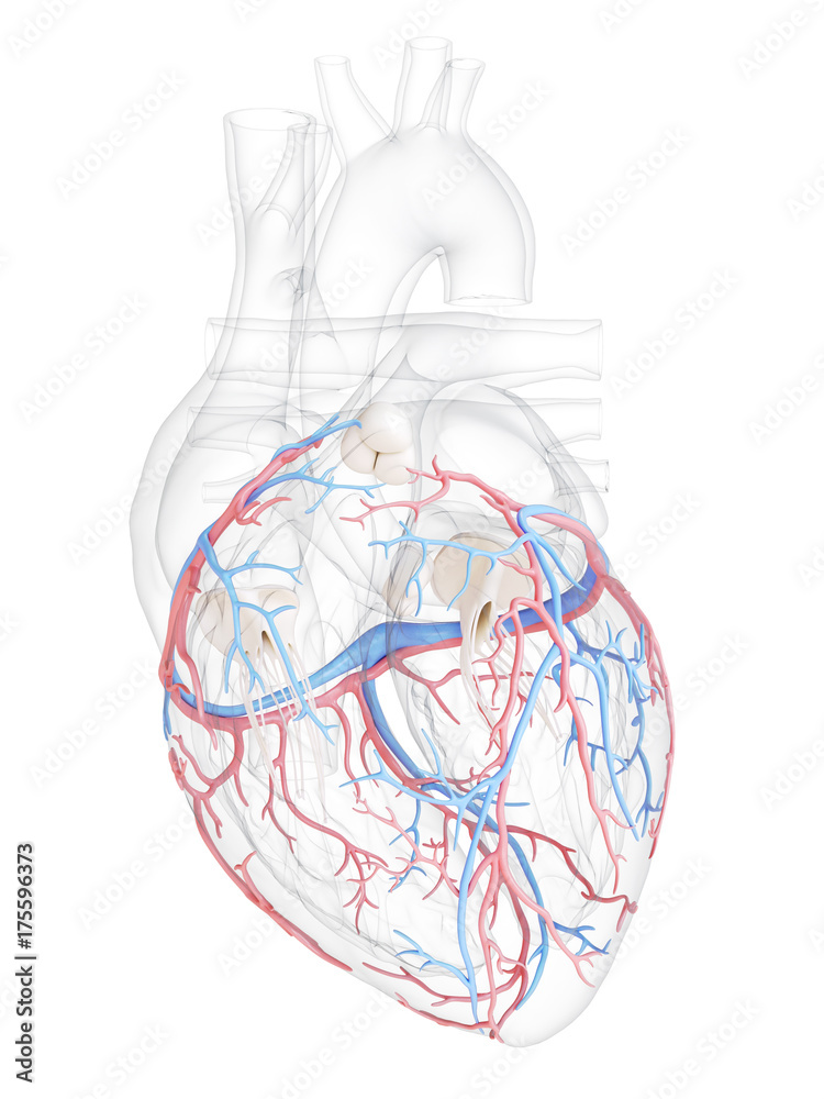 3d rendered medically accurate illustration of the coronary blood vessels 3d rendered medically accurate illustration of the coronary blood vessels