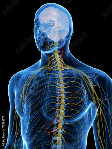 3d rendered medically accurate illustration of the Vagus Nerve photo