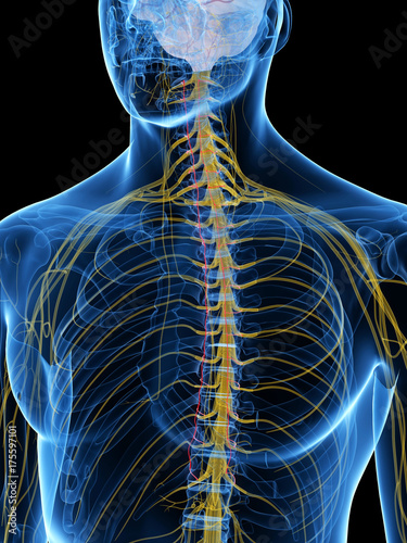 Tableau sur toile 3d rendered medically accurate illustration of the Sympathetic Nerves