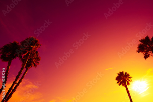 California palm trees silhouettes at vivid colorful summer sunset light with copy space