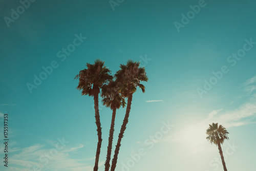 California beach palm trees at summer hot day vintage color stylized with copy space © nevodka.com
