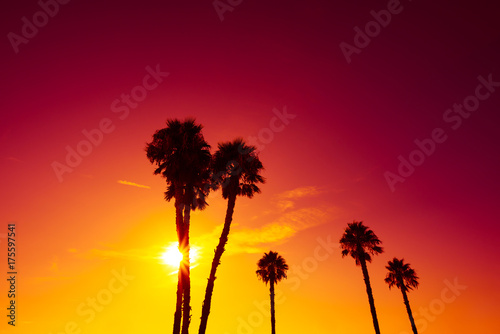 California palm trees silhouettes at vivid colorful summer sunset light