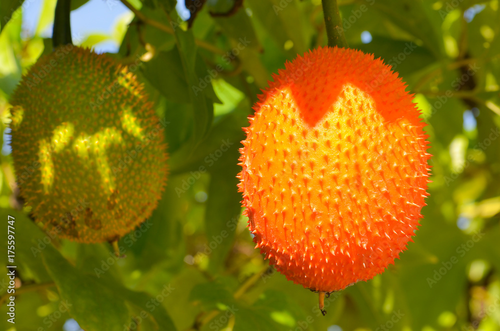 Red fruits on sunshine day. Red fruits on sunshine day.