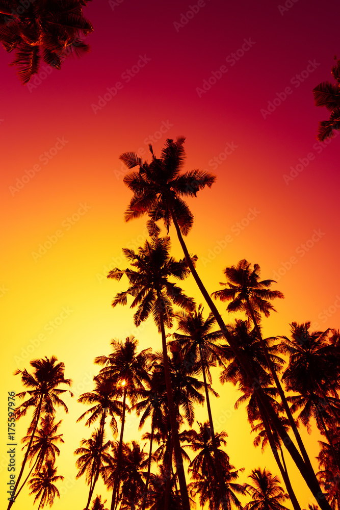 Tall coconut tropical palm trees silhouette at warm vivid summer sunset time