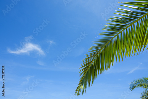 Green palm leaf over blue sky