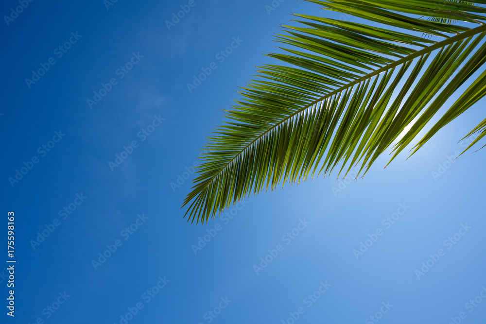 Fresh lush green leaf of palm tree over blue sky background border composition with copy space