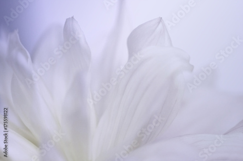 Flower white-blue background of dahlias petals. Macro photography. Soft focus. Nature.
