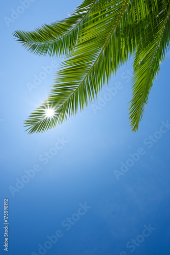 Perfect healthy green palm leafs with clear blue sky and shining summer sun star