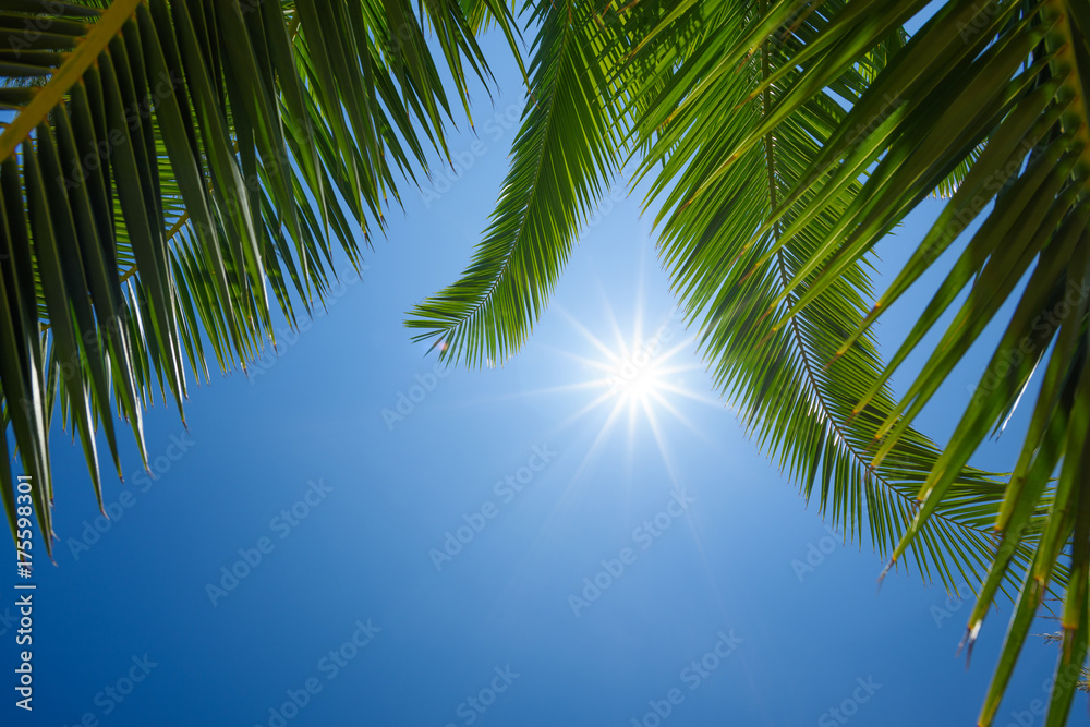 Palm leafs and shining summer sun