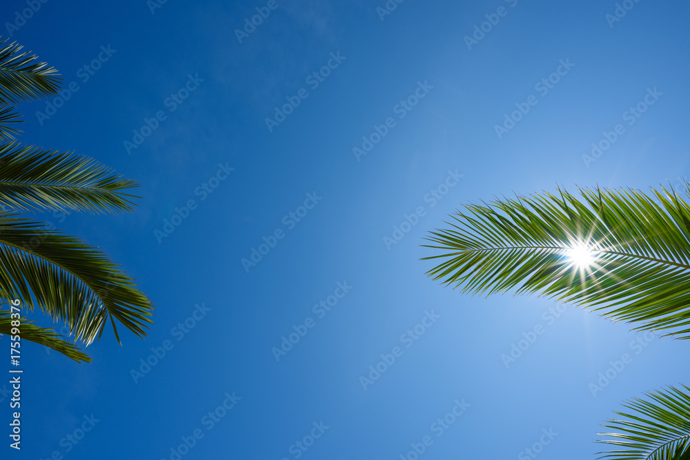 Perfect healthy green palm leafs with clear blue sky and shining summer sun star frame composition with copy space