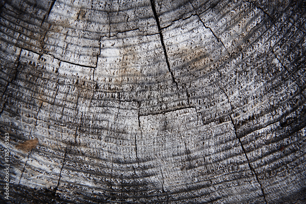 Fototapeta premium Wooden gray background texture