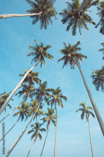 Fototapeta Naklejka Na Ścianę i Meble -  Long tropical coconut palm trees over blue sky perspective view from ground
