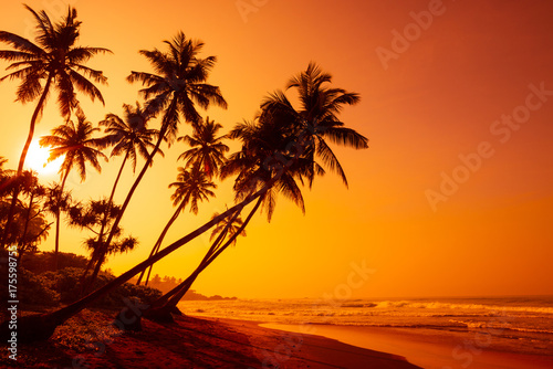 Golden sunset on tropical beach with coconut palm trees silhouettes © nevodka.com